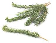 Leg of Lamb With Garlic and Rosemary Leg of Lamb With Garlic and Rosemary
