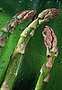 5 Things About Asparagus