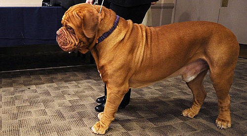 Breed Spotlight on Dogue de Bordeaux, the Newest Breed Entered Into the 2009 Westminster Kennel Club Dog Show