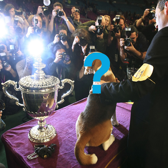 Remember All the Highlights of Last Year's Westminster!