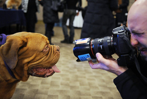 Breed Spotlight: Dogue de Bordeaux Breed Spotlight: Dogue de Bordeaux
