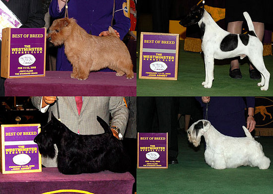 Terrier Group