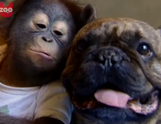 French Bulldog and Orangutan Love – Video of Bugsy and Malone Kissing