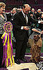 Stump the Sussex Spaniel wins the 133rd Westminster Kennel Club Dog Show in 2009 2009-02-11 09:53:46