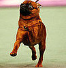 Guess What Breed?