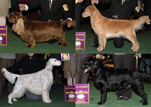 2009 Westminster Winners: Sporting Group
