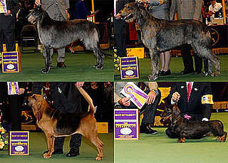 2009 Westminster Winners: Hound Group
