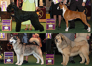 2009 Westminster Winners: Working Group