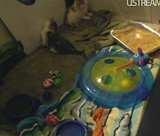Watch Cute Cat Daphne and Her Kittens