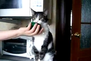 It's a Bird, It's a Plane . . . It's Zombie Cat!