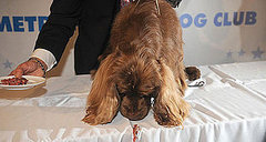 Stump Gets Brunch at Charlie Palmer's Metrazur Restaurant to Celebrate Best in Show at Westminster Stump Gets Brunch at Charlie Palmer's Metrazur Restaurant to Celebrate Best in Show at Westminster