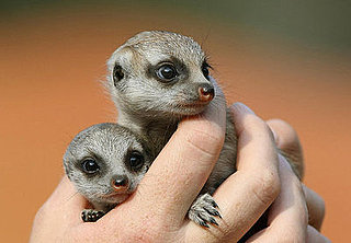 Cute Alert: A Sydney Zoo Welcomes Baby Meerkats!