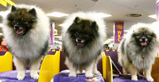 Guess What Breed? Guess What Breed?