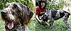 Could This Dog Save Cambodia's Tigers?