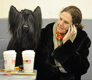 Guess What Breed?
