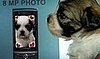 38 Cute Animals Show Us Eight Ways to Use One Cell Phone!