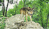 The Scoop: How Dogs (and Wolves) Pick Potty Places