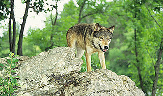 The Scoop: How Dogs (and Wolves) Pick Potty Places