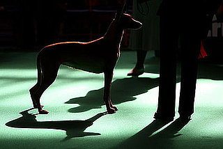 Guess What Breed?
