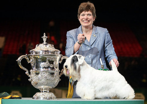 Chamin Wins the 2009 Crufts Dog Show! Chamin Wins the 2009 Crufts Dog Show!