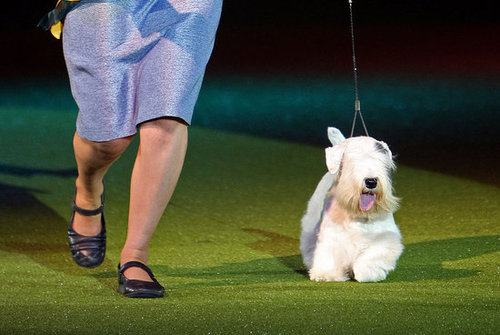 Chamin Wins the 2009 Crufts Dog Show! Chamin Wins the 2009 Crufts Dog Show!