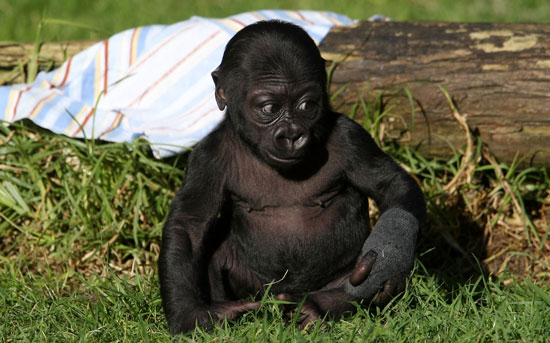 New Gorilla at San Francisco Zoo Gets Named Hasani
