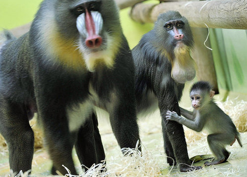 Mandrill Baby Chills With a Literary Family