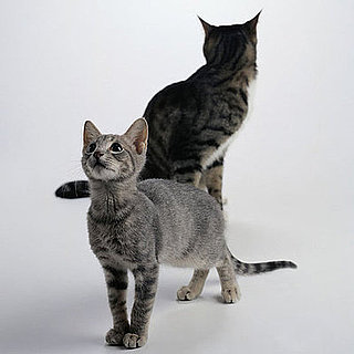 I Need Your Help . . . Spring Cleaning For Cats' Litter Box!