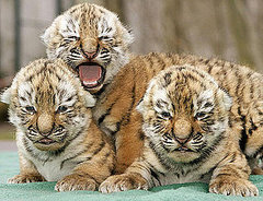 Three Baby Tigers Are Better Than One! 