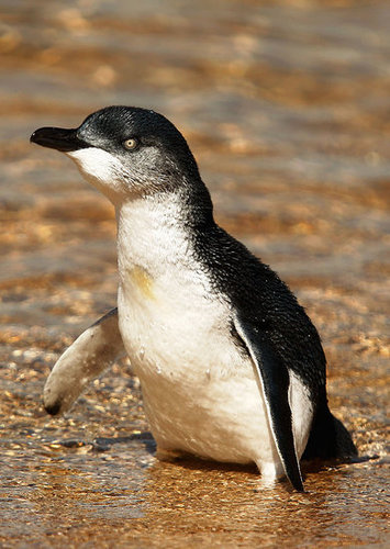 Two Little Penguins: North and South Two Little Penguins: North and South