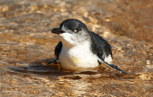 Two Little Penguins: North and South Two Little Penguins: North and South