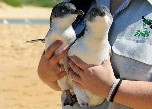 Two Little Penguins: North and South Two Little Penguins: North and South