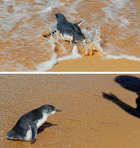 Two Little Penguins: North and South Two Little Penguins: North and South