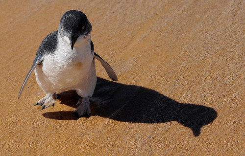Two Little Penguins: North and South Two Little Penguins: North and South