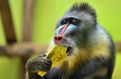 Baby Mandrill With Pablo and Zora Baby Mandrill With Pablo and Zora