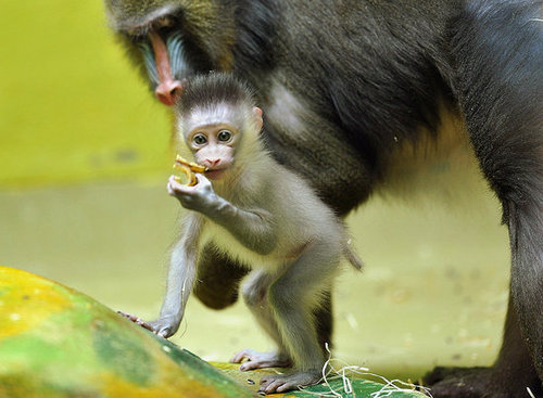 Baby Mandrill With Pablo and Zora Baby Mandrill With Pablo and Zora