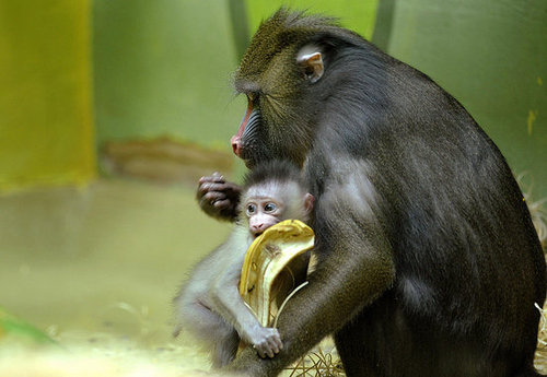 Baby Mandrill With Pablo and Zora Baby Mandrill With Pablo and Zora