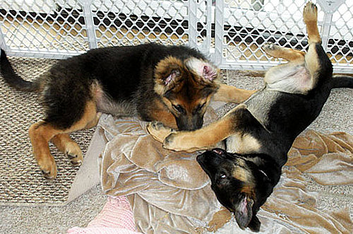 Jon and Kate Plus 8 Do Tell: Would You Hire a Pet Sitter For a Couple Hours?