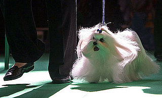 Guess What Breed?