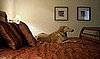 Do Pets' Bedtime Rules and Routines Change on Vacation?