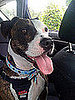 I Need Your Help . . . Co-worker Won't Stop Breed Stereotyping!