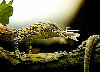 Can You Name This Lizard?