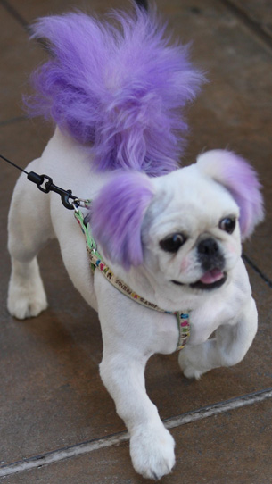 Doggie Streakers Doggie Streakers