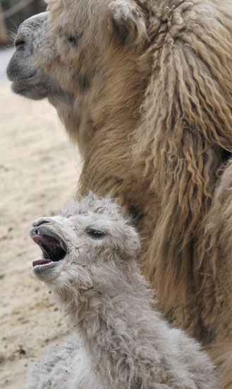 Jenny and Jolan the Camel-ly Family