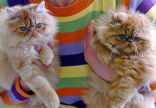 Do Tell: Do You Like Strangers to Pick Up Your Pets?