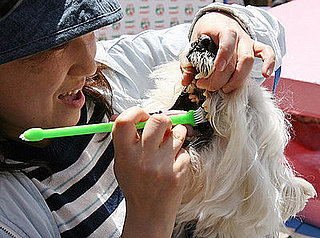 A Toothbrush Plus Your Pet Equals . . . ?