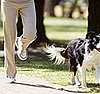 K9 Time: Exercising With Your Pooch