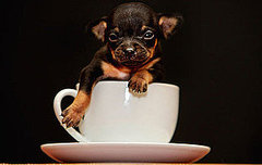 Hello There, Tom Thumb. You're One Lil Baby Chihuahua.