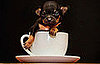 Tom Thumb In a Teacup!