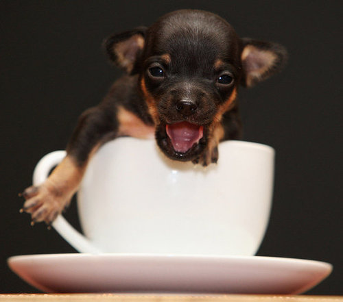 Tom Thumb In a Teacup! Tom Thumb In a Teacup!
